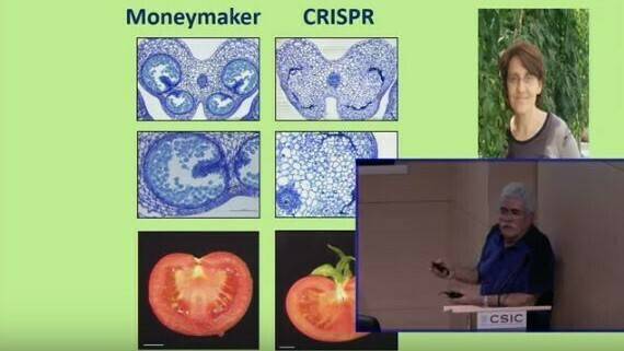 crispr partenoc (2)|portada Egea biotecnología|crisp ua